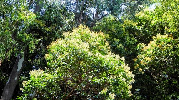 夏の夢の島公園・緑の木に咲く小花・江東区 夏の夢の島公園・緑の木に咲く小花・江東区 夏,夢の島公園,小さいの写真素材