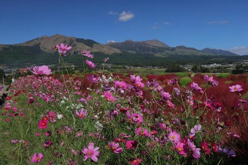 阿蘇山とコキアとコスモス 阿蘇,南阿蘇,阿蘇山の写真素材