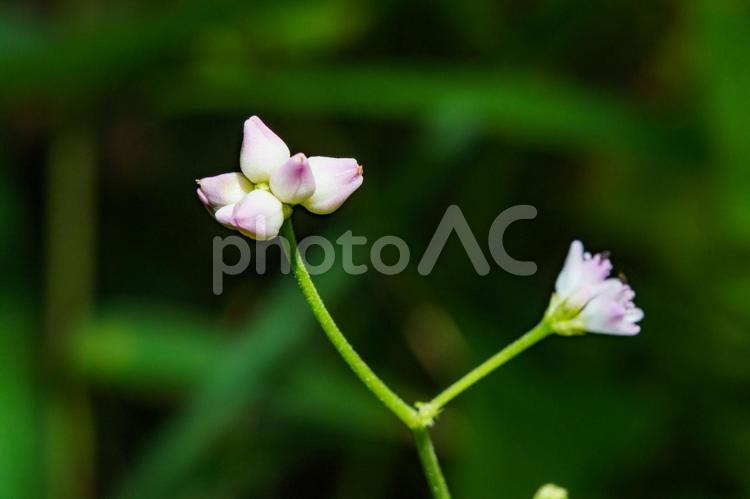 可愛い花をつける雑草のウナギノツカミ 野草,クローズアップ,マクロの写真素材