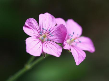 ゲンノショウコの写真