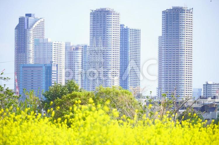 武蔵小杉のタワーマンションとビル群 武蔵小杉,タワーマンション,菜の花の写真素材