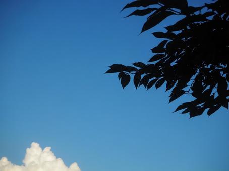木と空 木と空の写真