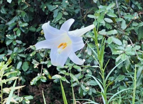 野生のユリの花 野生のユリの花 ユリ,花,夏の写真素材