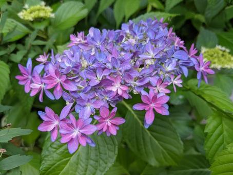 紫陽花 紫陽花の写真