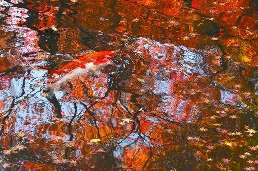 水面に写った紅葉の中を泳ぐ錦鯉 水面に写った紅葉の中を泳ぐ錦鯉の写真