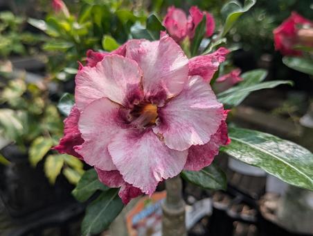 Photo, adenium, roses in the sky, flower, 