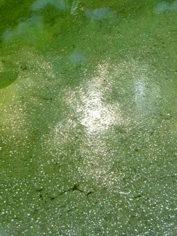 水面が水藻で覆われた郊外の水たまり 水,水辺,水場の写真素材
