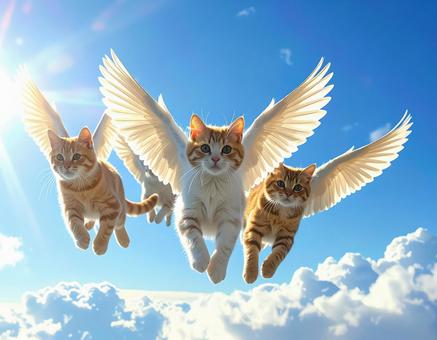 空飛ぶ猫 空飛ぶ猫の写真