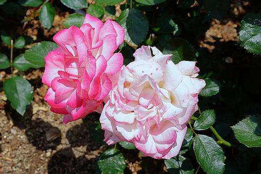 荒牧バラ園655 ニコール 荒牧バラ園655 ニコールの写真
