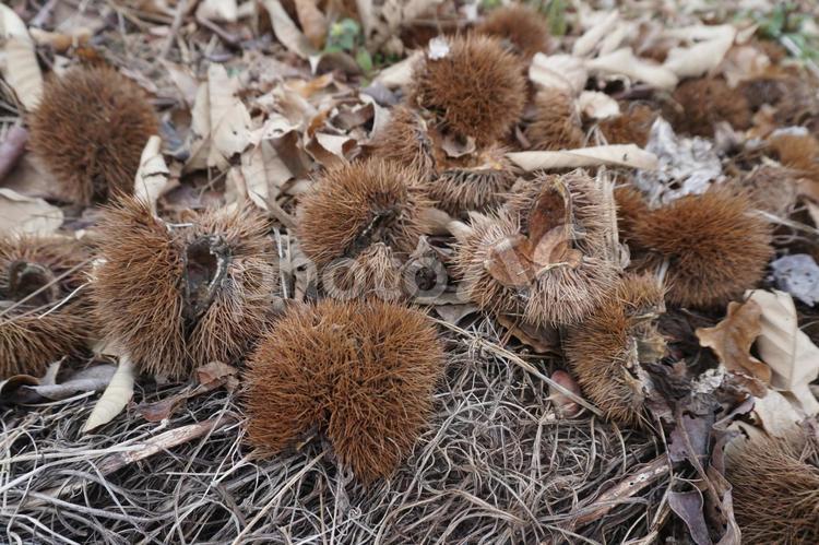 栗のいが 栗,クリ,くりの写真素材