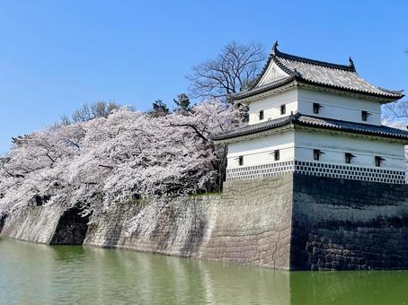 満開の桜と日本100名城新発田城の隅櫓 満開の桜と日本100名城新発田城の隅櫓 桜,新発田城,あやめ城の写真素材