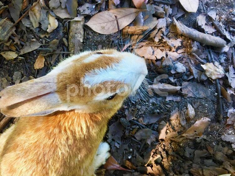 ひょっこりウサギ うさぎ,ウサギ,兎の写真素材