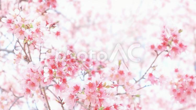 可愛い春のピンクの桜の背景 桜,春,花の写真素材