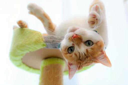 下から見た猫 下から見た猫の写真