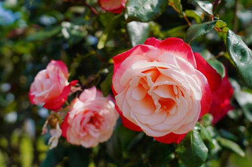 宇部空港のバラ園の薔薇 ばら,薔薇,花の写真素材