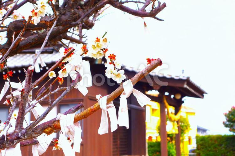 梅の木にお御籤 お御籤,梅,梅の木の写真素材