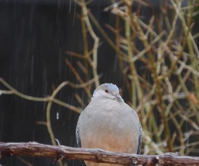 A magnificent sight of a serene wild pigeon in the freezing rain, wild bird, branch, a little, JPG
