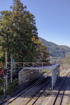 初鹿野諏訪神社の朴の木 初鹿野諏訪神社,神社,伝説の写真素材