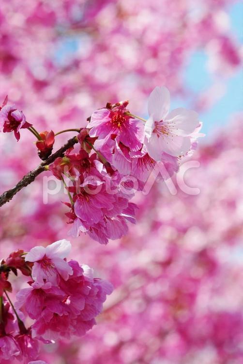 ピンクの桜のクローズアップ（縦画像） 桜,ピンク,春の写真素材