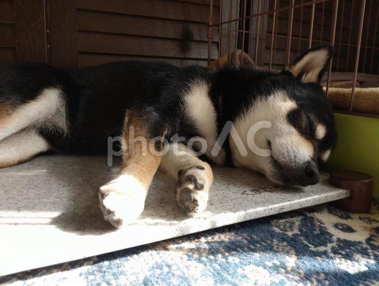 まったりしている犬 犬,dog,癒しの写真素材