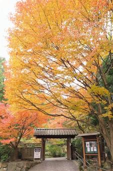 紅葉 紅葉の写真