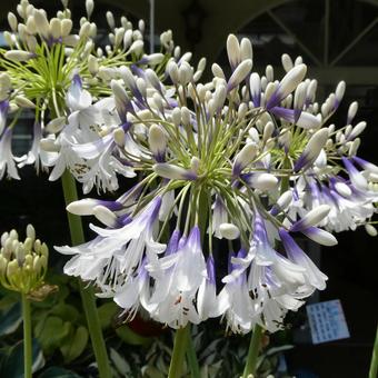 アガパンサス ファイヤーワークスの花 アガパンサス ファイヤーワークスの花 花,アガパンサス,ファイヤーワークスの写真素材