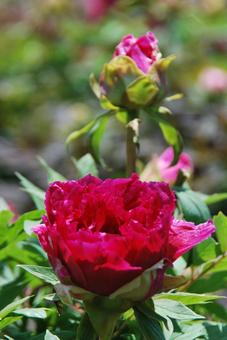 ボタンの花 ボタンの花の写真