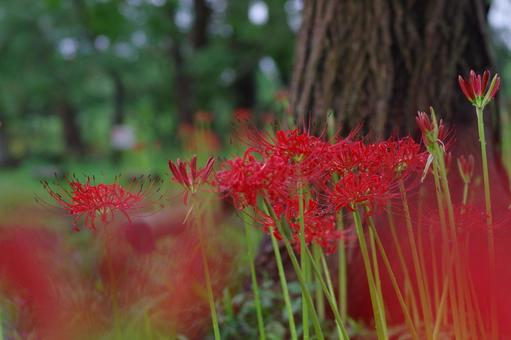 Cluster amaryllis Red spider lily, JPG