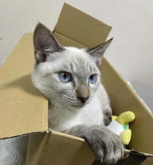 Cat sleeping on a cardboard bed, JPG