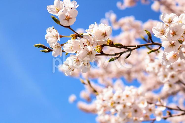 さくら　青空　春 さくら,桜,花の写真素材