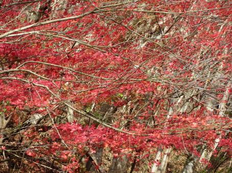鹿又川渓谷の紅葉 鹿又川渓谷の紅葉の写真