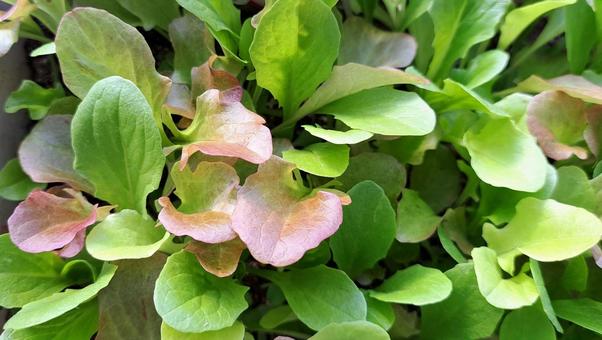 リーフレタス リーフレタス,芽,葉の写真素材