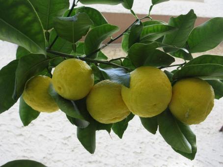 ハナユズ  ００９ ハナユズ,ハナユ,一才ゆずの写真素材