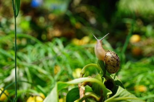 Photo, snails, creatures, shell, 