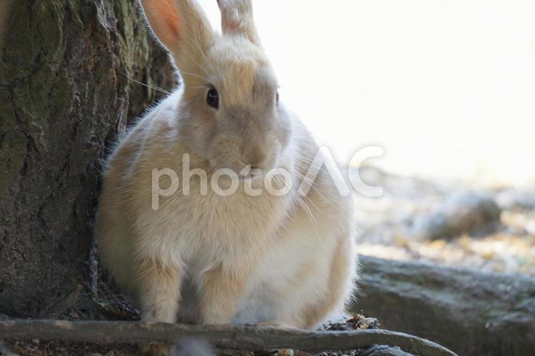 うさぎ　考えごと うさぎ,ウサギ,兎の写真素材