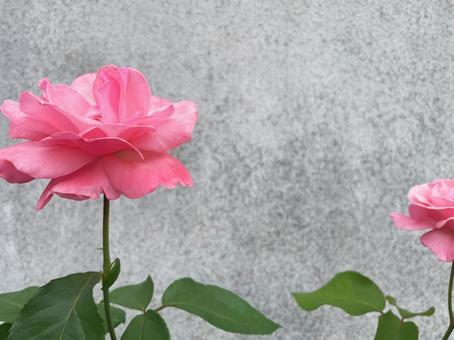 コンクリート壁を背景に咲く2輪のバラ コンクリート壁を背景に咲く2輪のバラの写真