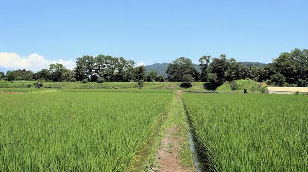 安曇野の田園風景 安曇野の田園風景 安曇野,夏,田んぼの写真素材