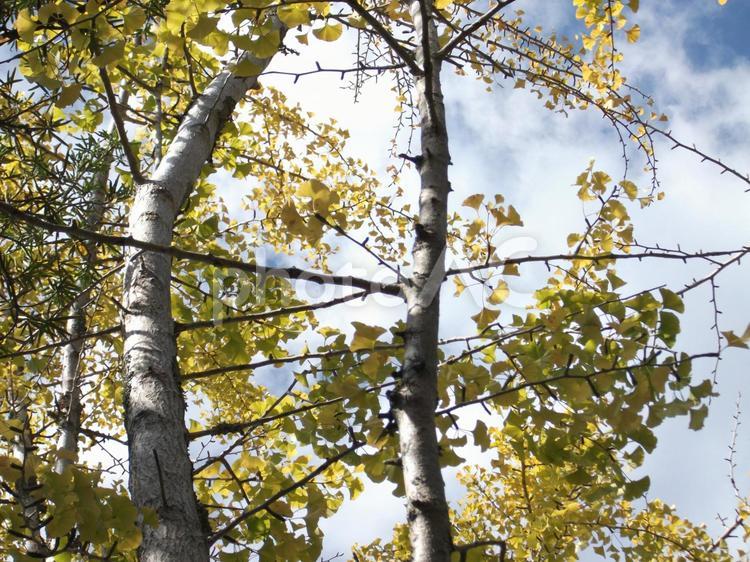 イチョウの黄葉と秋の青空 イチョウ,黄葉,大木の写真素材