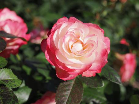 バラ園にて素敵な薔薇を撮影しました バラ園にて素敵な薔薇を撮影しましたの写真