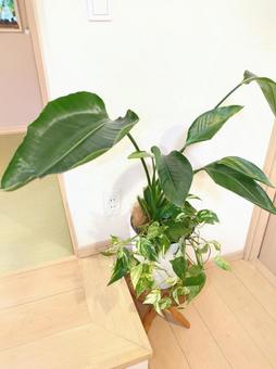 観葉植物　オーガスタ8号鉢ポトス寄せ植え 観葉植物,オーガスタ,リビングの写真素材