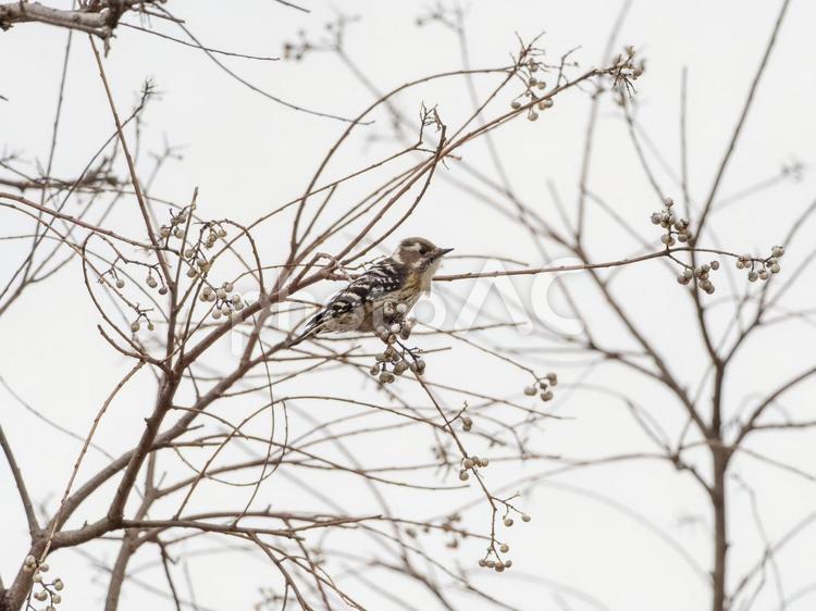 木にとまるコゲラ・キツツキ コゲラ,キツツキ,野鳥の写真素材