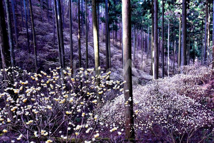 森の妖精、ミツマタの花 花,みつまた,ミツマタの写真素材