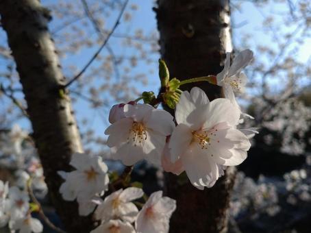 Cherry blossoms Japan, JPG