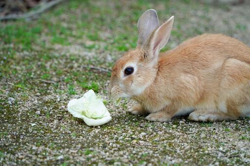 大久野島　野ウサギ731 うさぎ,ウサギ,動物の写真素材