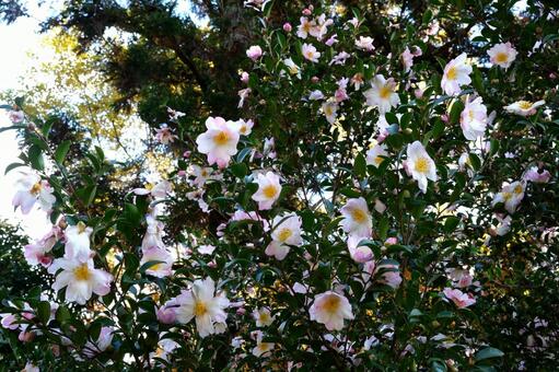 寒い冬日の山茶花 山茶花,サザンカ,冬日の写真素材