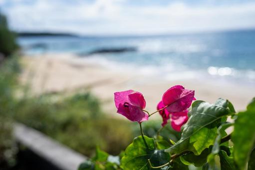 浜辺の綺麗な草花 花,草花,植物の写真素材
