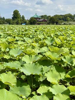 開花直前の不忍池の蓮池 蓮,ハス,上野の写真素材