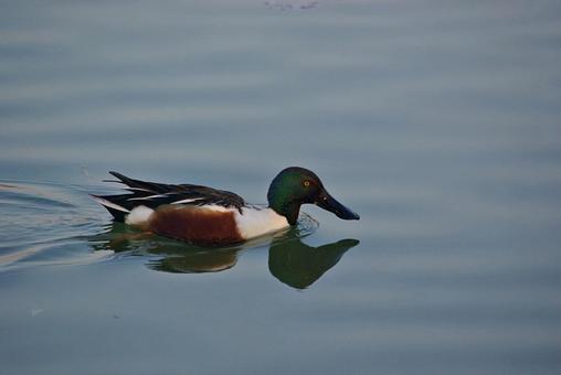 カモの遊ぶ冬の池 ハシビロガモ,鴨,オスの写真素材
