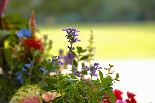 花 寄せ植え,小花,風景の写真素材