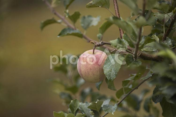 色づき始めた果樹園のリンゴの木 リンゴ,果樹園,りんごの写真素材